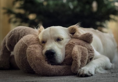 Mit Tipps der Vetmeduni Vienna den Silvesterstress bei Hunden reduzieren. © Stephanie Scholz/Vetmeduni Vienna