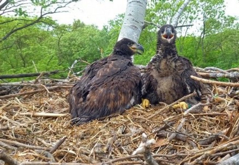 Young white-tailed eagles in the nest