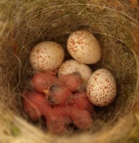 Foto von frisch geschlüpften Vogelbabys im Nest