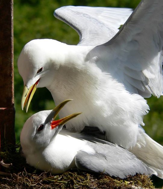 Copulating pair of kittiwakes (© Joel White) Copulating pair of kittiwakes (© Joel White)