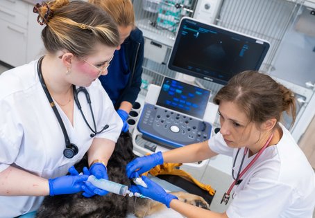 Zwei &Auml;rztinnen bei der Beatmung eines Hundes