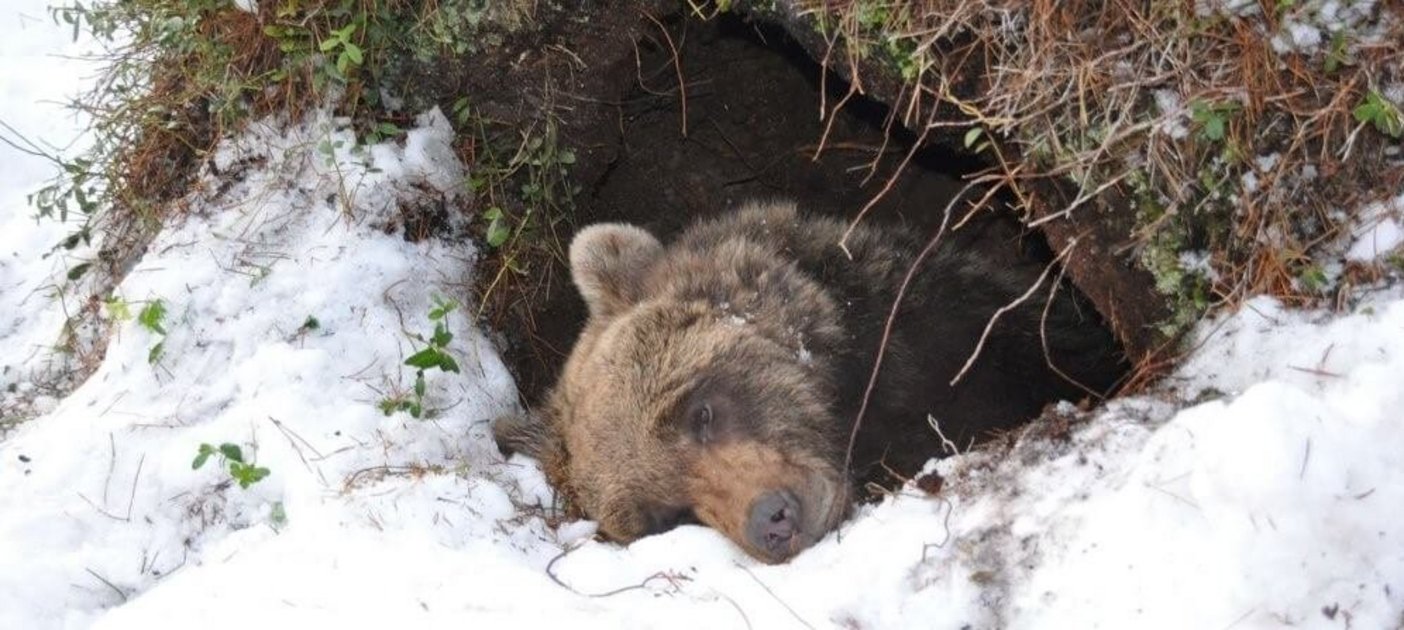 In Skandinavien untersucht ein internationales Forschungsteam, wie Bären Winterschlaf halten. Durch GPS-Sender, mit denen die Tiere im Sommer ausgestattet werden, können im Winter die Höhlen der Bären lokalisiert werden. Foto: Jon M. Arnemo