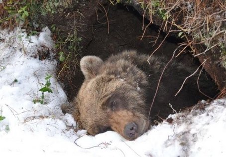 In Skandinavien untersucht ein internationales Forschungsteam, wie Bären Winterschlaf halten. Durch GPS-Sender, mit denen die Tiere im Sommer ausgestattet werden, können im Winter die Höhlen der Bären lokalisiert werden. Foto: Jon M. Arnemo