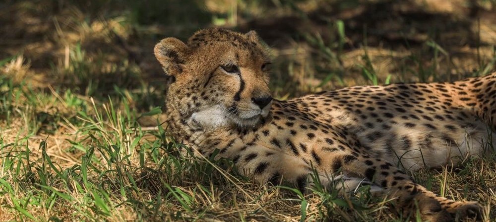 Cheetah, Photo: Rene Meißner