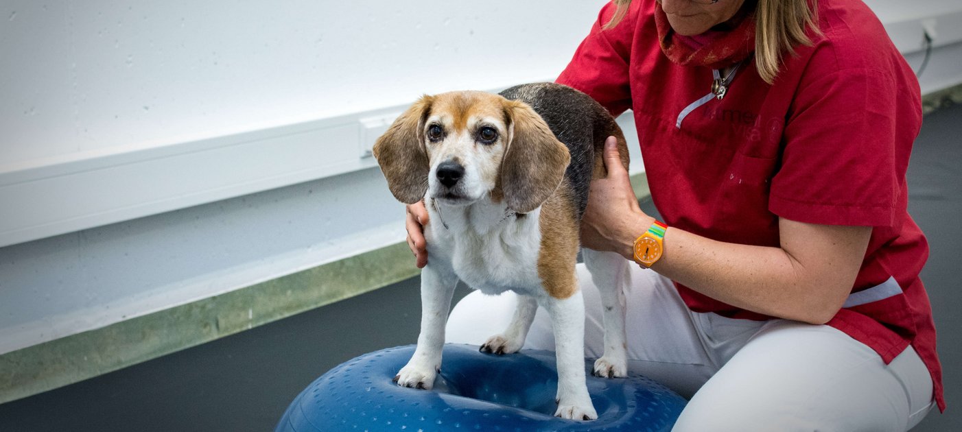 Vetmeduni: Certified Canine Rehabilitation Practitioner (CCRP)