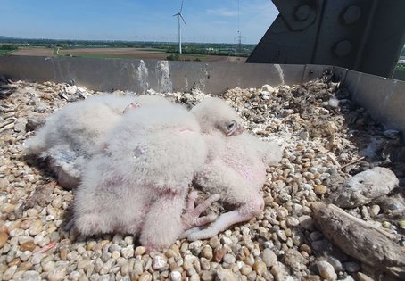 Wenige Tage alte Sakerfalken auf einem Hochspannungsmast