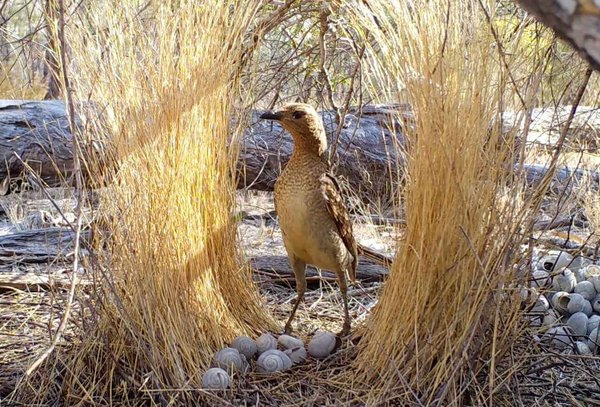 Spotted Bowerbird - Gefleckter Laubenvogel (Ptilonorhynchus maculatus) - Photo Giovanni Spezie