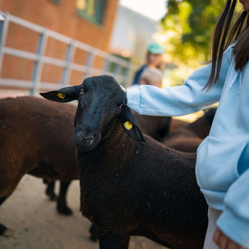 Schaf wird von Kindern gestreichelt