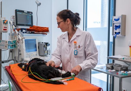 In der Ruhe liegt die Kraft: Anästhesist:innen arbeiten am schmalen Grat zwischen Leben und Tod. Studierende lernen, dass Katzen und Hunde mit einer Hand am Puls und Beobachtung meist ausreichend und gut zu überwachen sind.