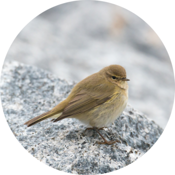 Common Chiffchaff © Wolfgang Vogt/ pixabay.com