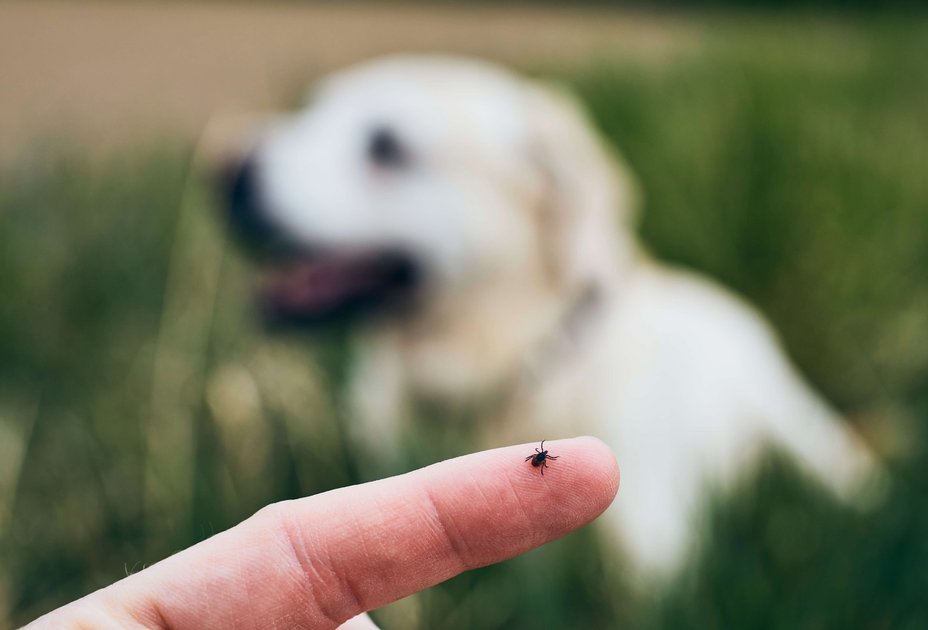Foto: Shutterstock Hund in Wiese im Hintergrund, Zecke im Vordergrund