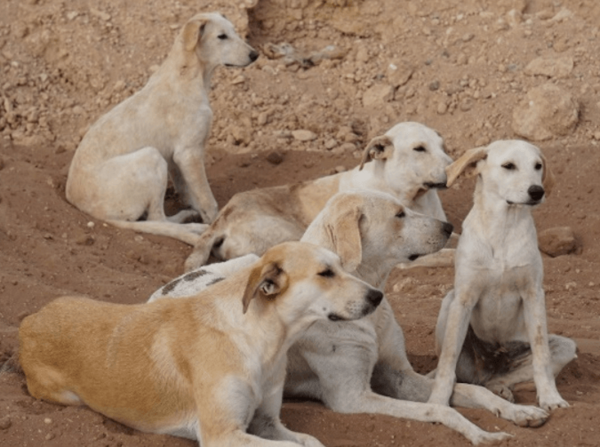 Freilebendes Hunderudel in Marokko/Wild dog pack in Moroco - Photo Giulia Cimarelli