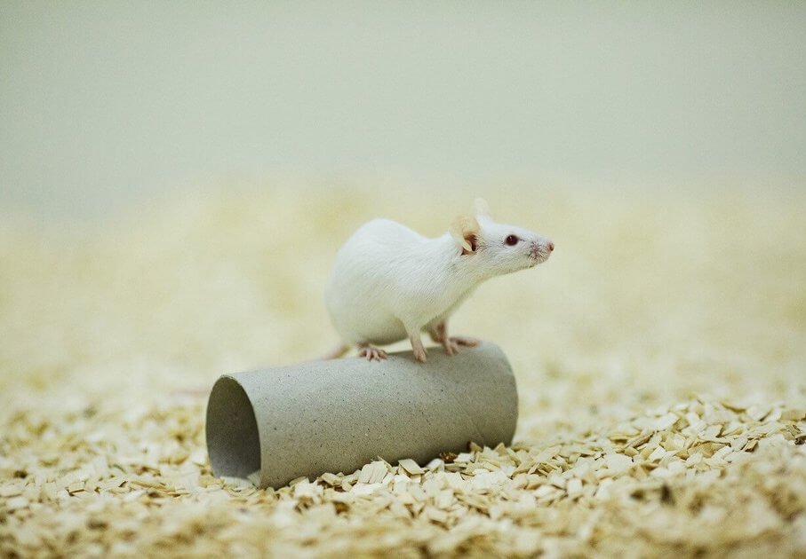 Eine weiße Maus auf einer Rolle