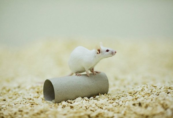 Eine weiße Maus auf einer Rolle