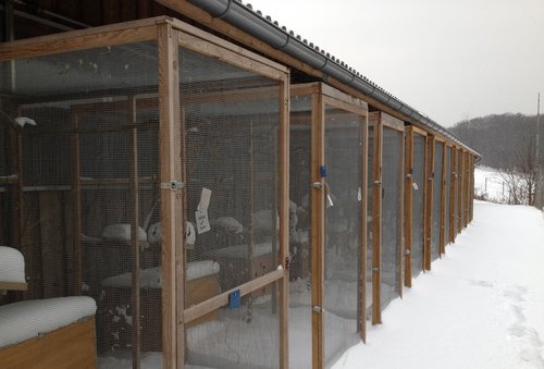 Dormouse enclosure in the winter