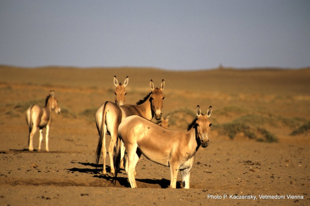 Photo of khulan near a water hole in the SE Gobi