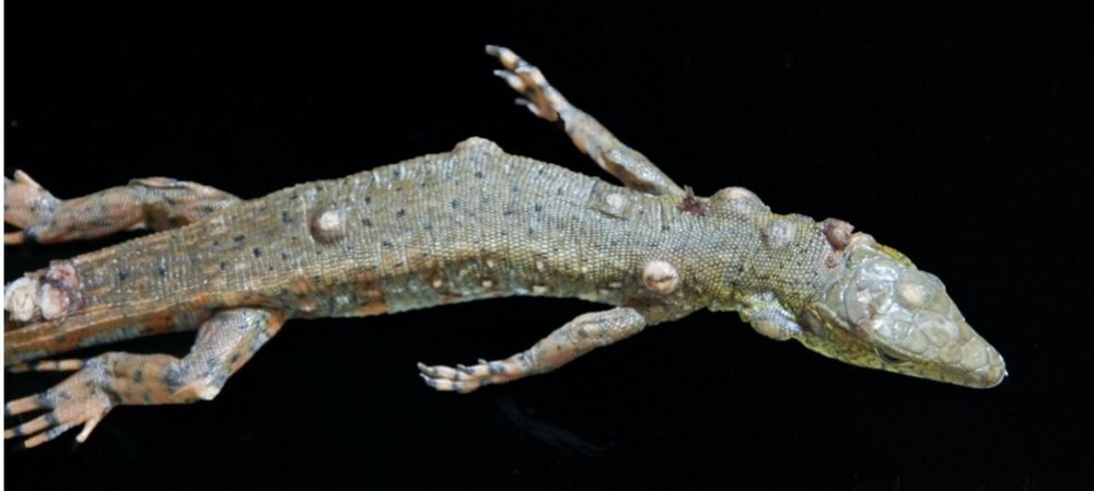 Schienenechse mit mehreren Hautläsionen. Foto: Inst. für Virologie/Vetmeduni Vienna