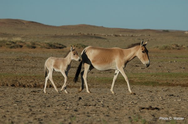 Photo of wild ass mare with foal