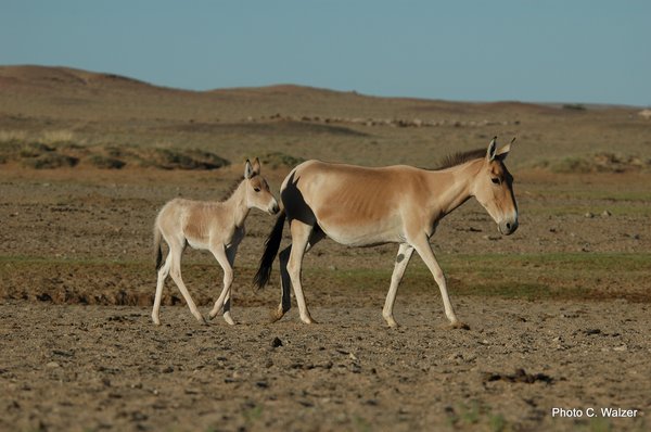 Photo zeigt Wildesel mit Fohlen