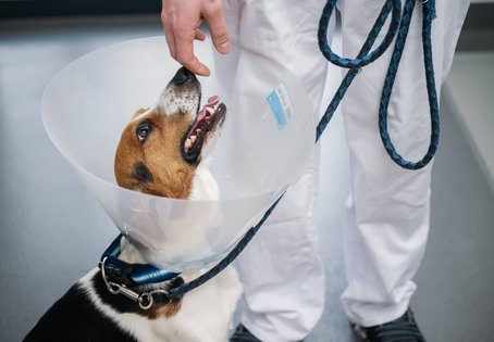 Beagle Columbus wurde an der Pfote gebissen. Er wurde in der Universitätsklinik für Kleintiere der Vetmeduni versorgt. Foto: Thomas Suchanek/Vetmeduni