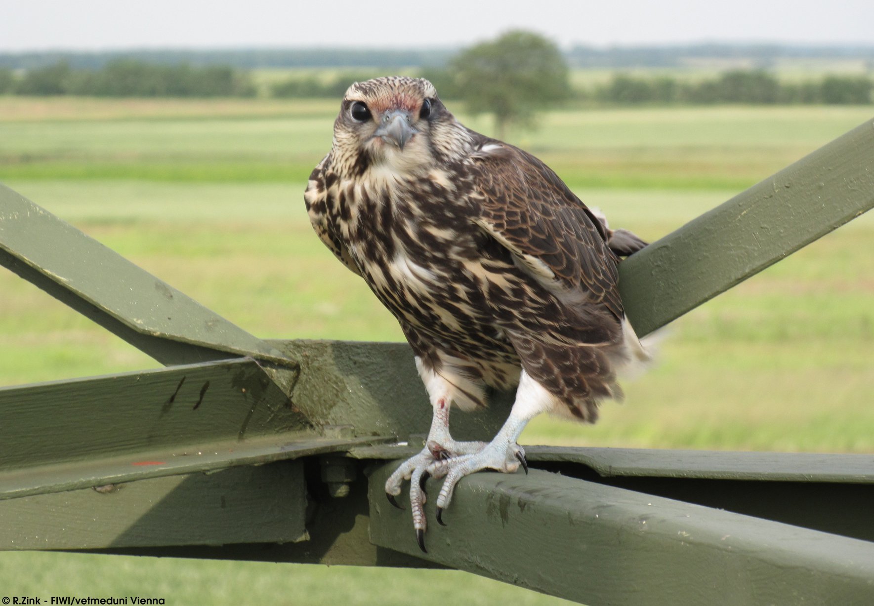Young saker falcon on an electricity pole