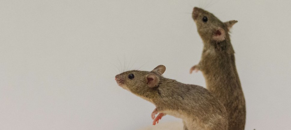 Two house mice in a laboratory setting, standing on hind legs