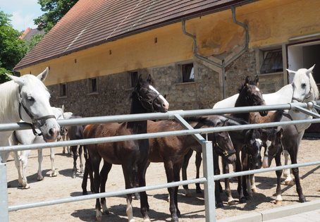 Ein rundum gelungener Tag für Kinder und Fohlen! 