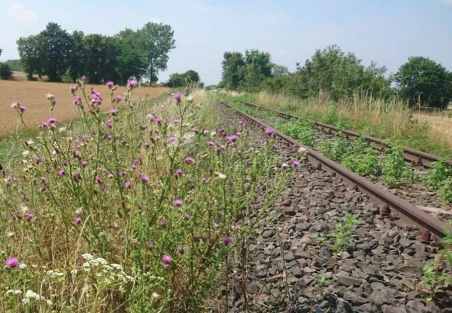 wildfloers growing next to an abandoned railwas track