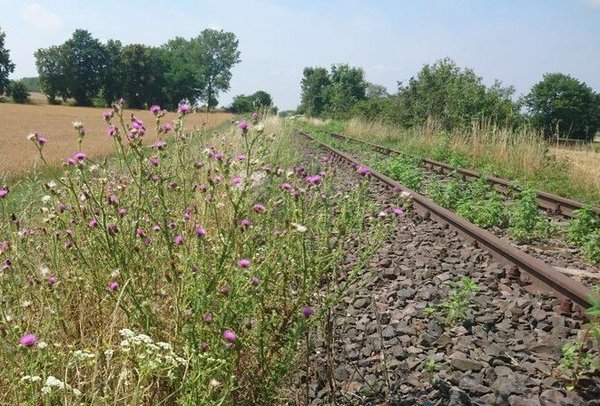 Wildblumen neben Bahnschienen