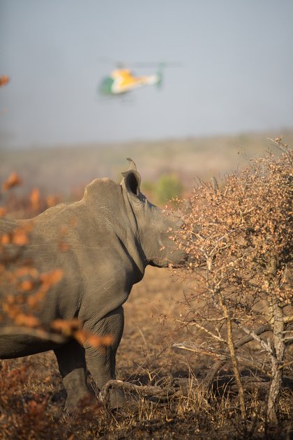 Afrikanisches Breitmaulnashorn, Foto: SYMCO2013