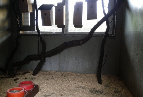 The indoor dormouse enclosure in the fall