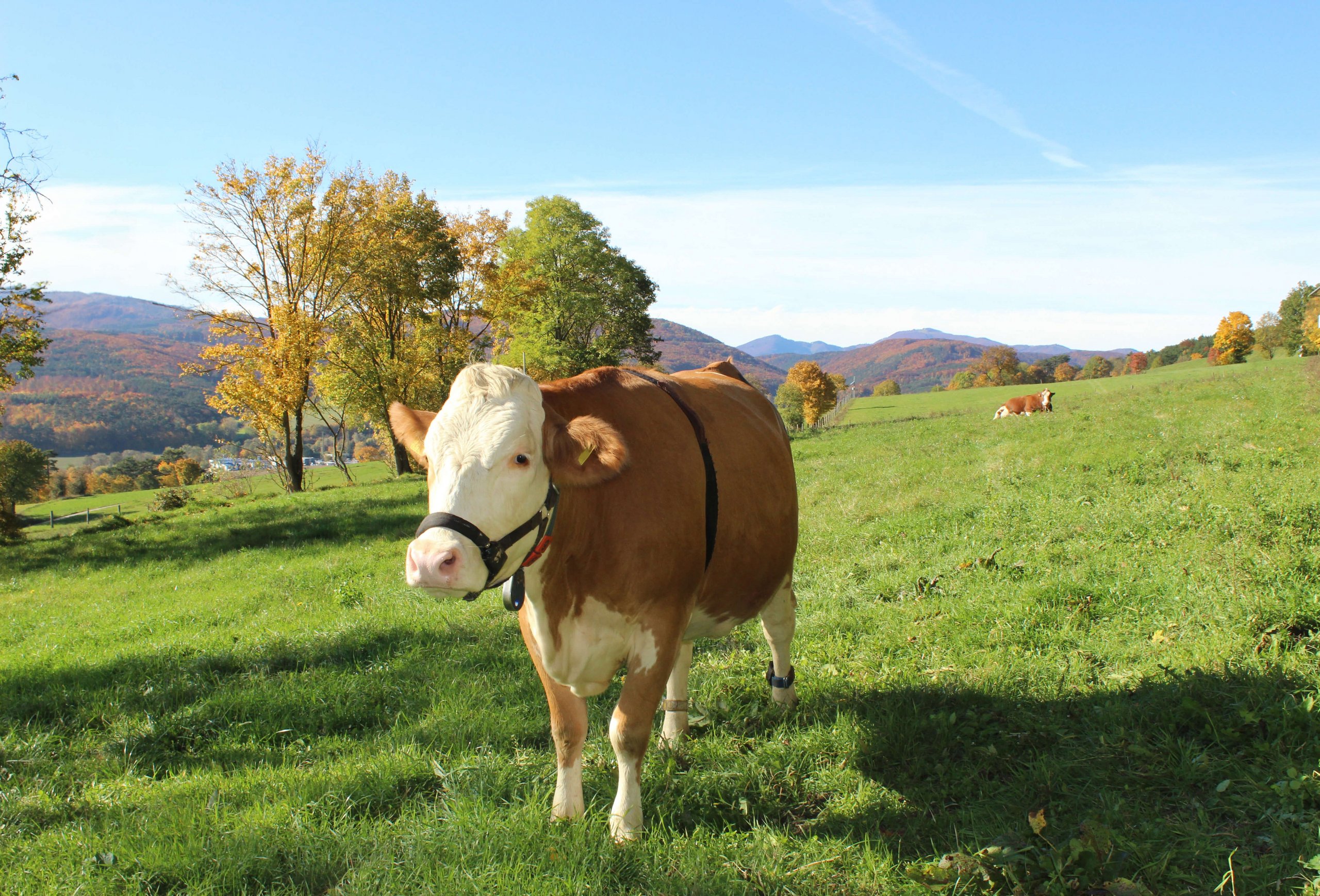 Kuh mit Sensoren auf der Weide der VetFarm