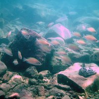 A swarm of cichilids in Lake Tanganyika