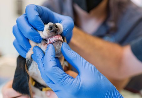 Gepflegte Hundezähne: Von klein auf sollten Hunde an das regelmäßige Zähneputzen gewöhnt werden. Foto: Thomas Suchanek/Vetmeduni
