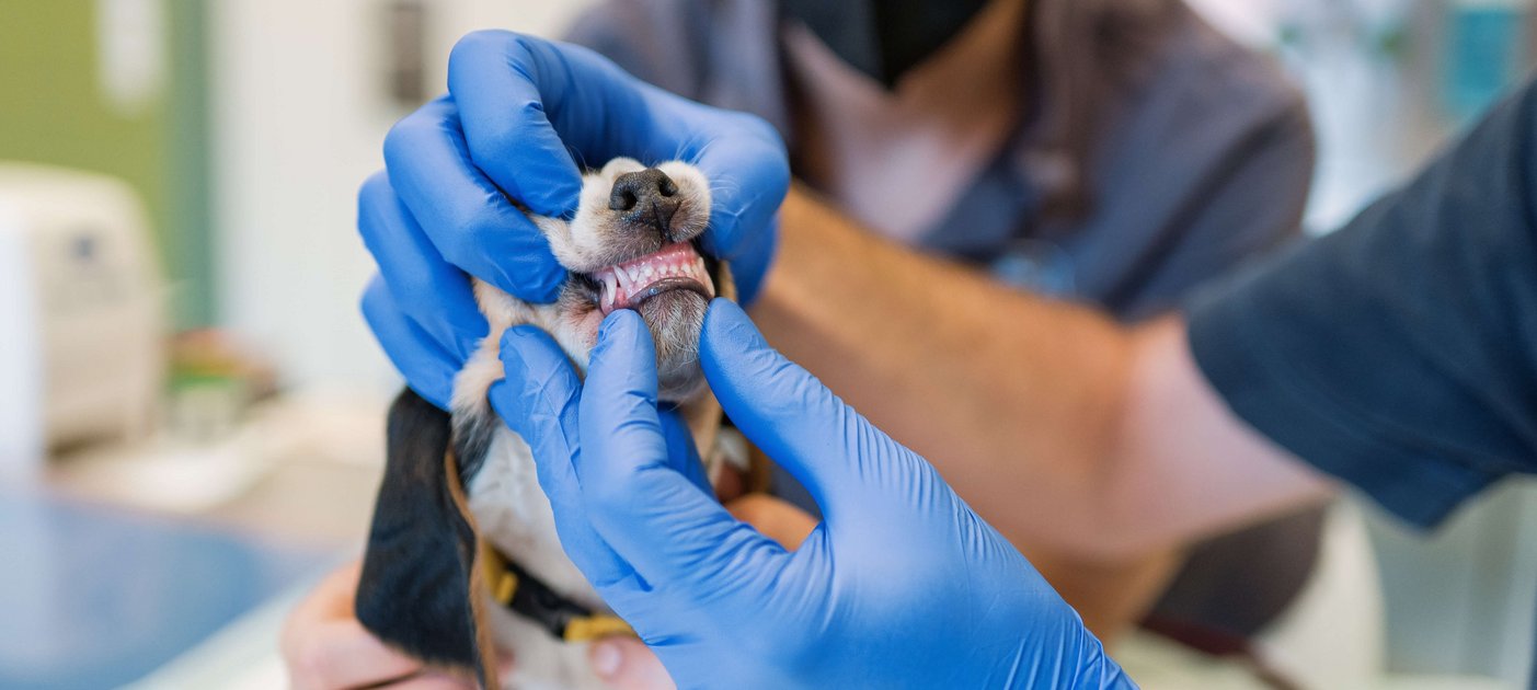 Gepflegte Hundezähne: Von klein auf sollten Hunde an das regelmäßige Zähneputzen gewöhnt werden. Foto: Thomas Suchanek/Vetmeduni