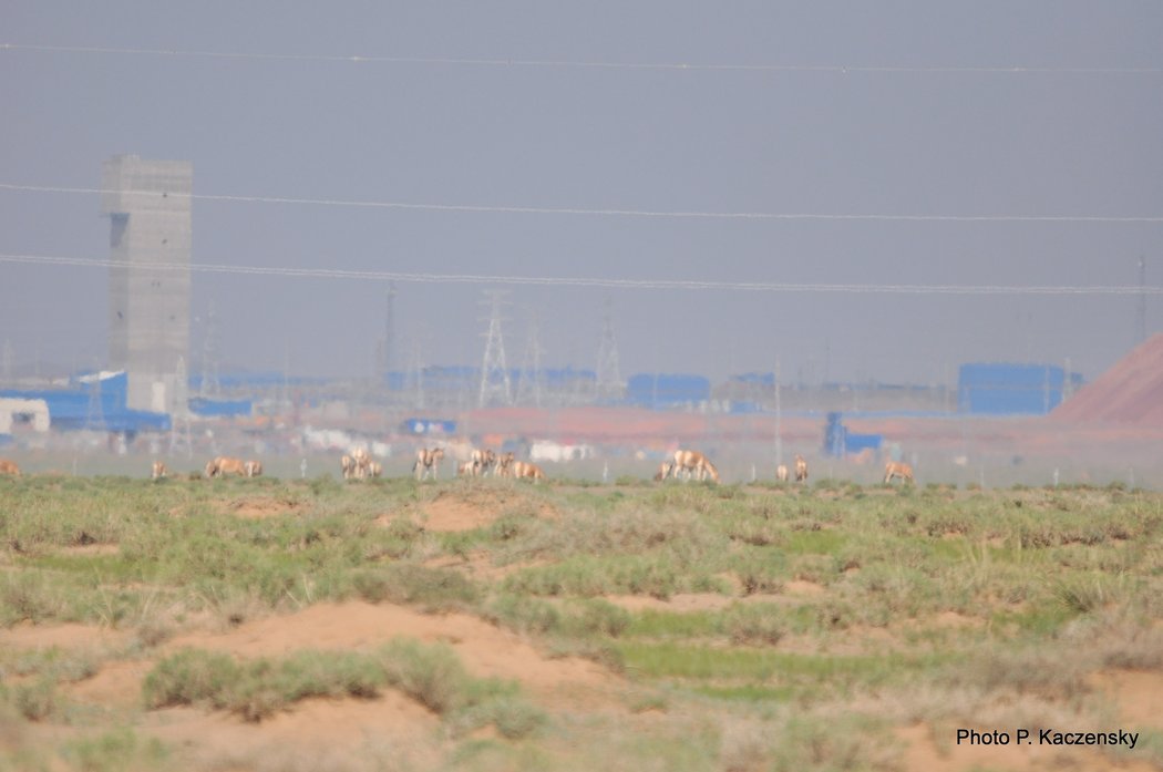 Photo of khulan herd in front of OT mine