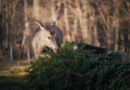 Hirschkuh frisst Nadelbaum
