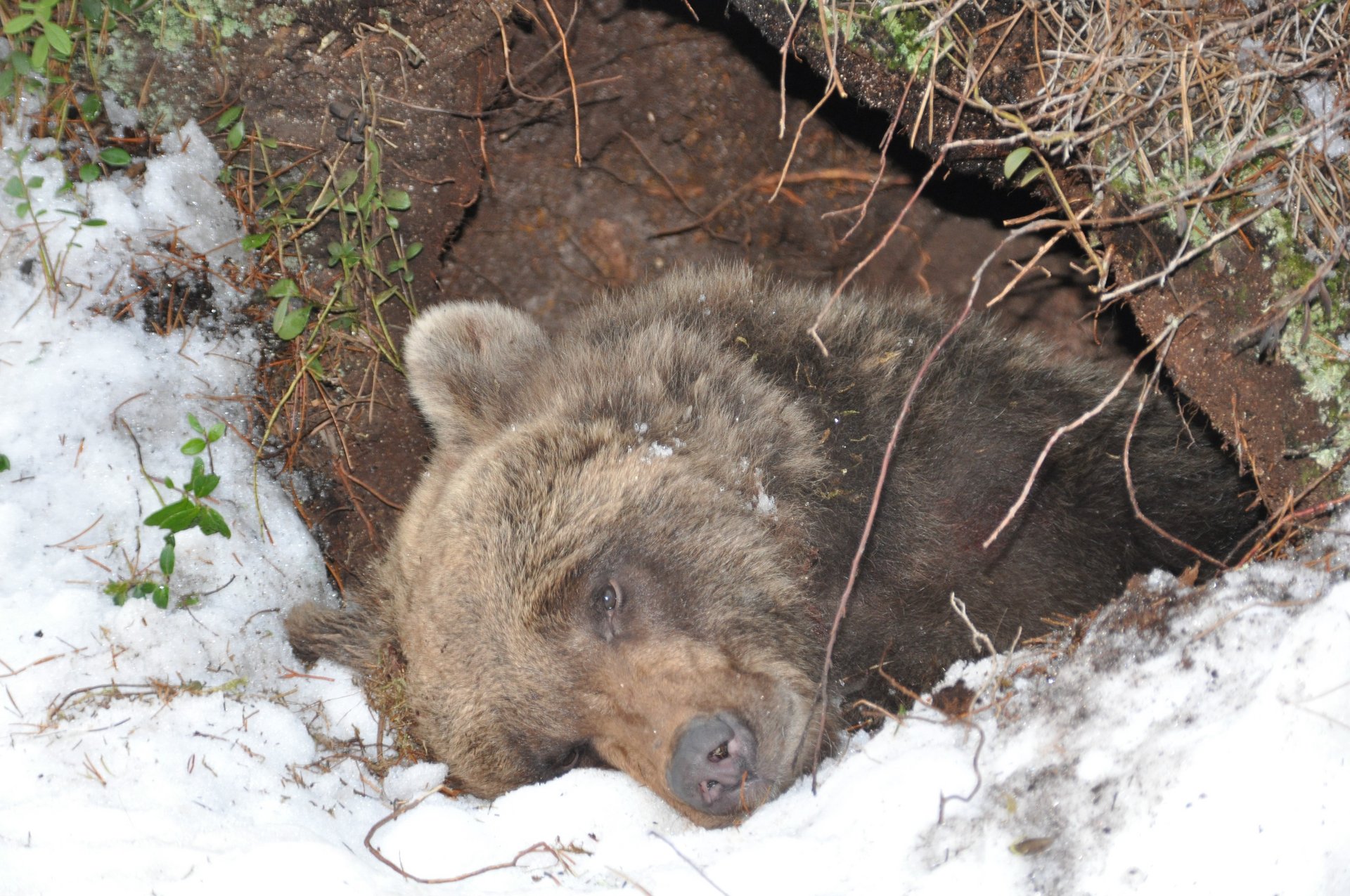Hibernating brown bear (Photo Jon M. Arnemo)