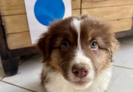 Australian Shepard Welpe