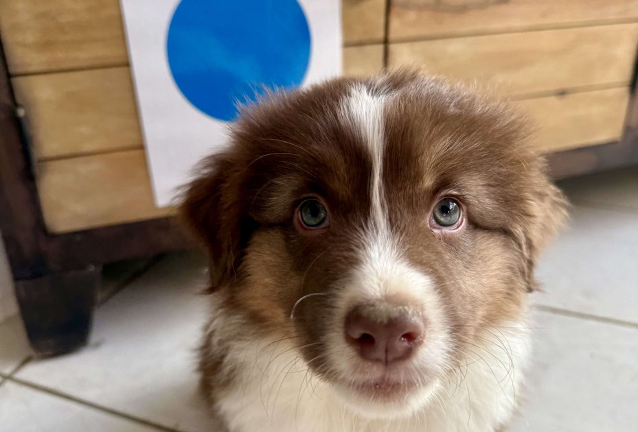 Australian Shepard Welpe