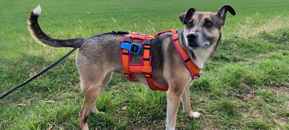 Hund mit Tracker, Foto: TASSO e.V. 