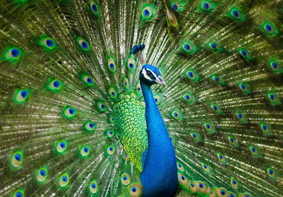 male peacock showing off his tail feathers
