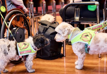 Zwei Assistenzhunde beschnuppern sich