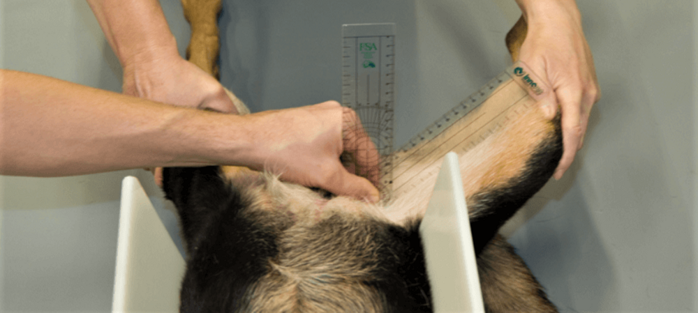 Untersuchung des Hundes in Rückenlage, Messung des Repositionswinkels mittels Handgoniometer. Foto: B. Vidoni/Vetmeduni Vienna