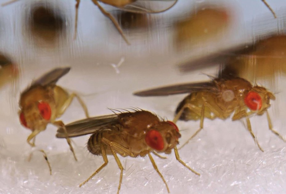 Fliegen unterm Mikroskop