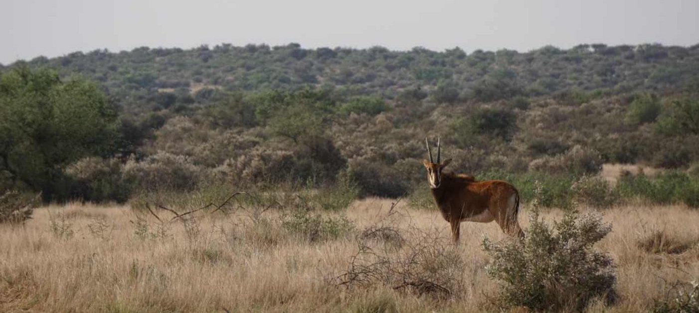 Antilope in der Savanne