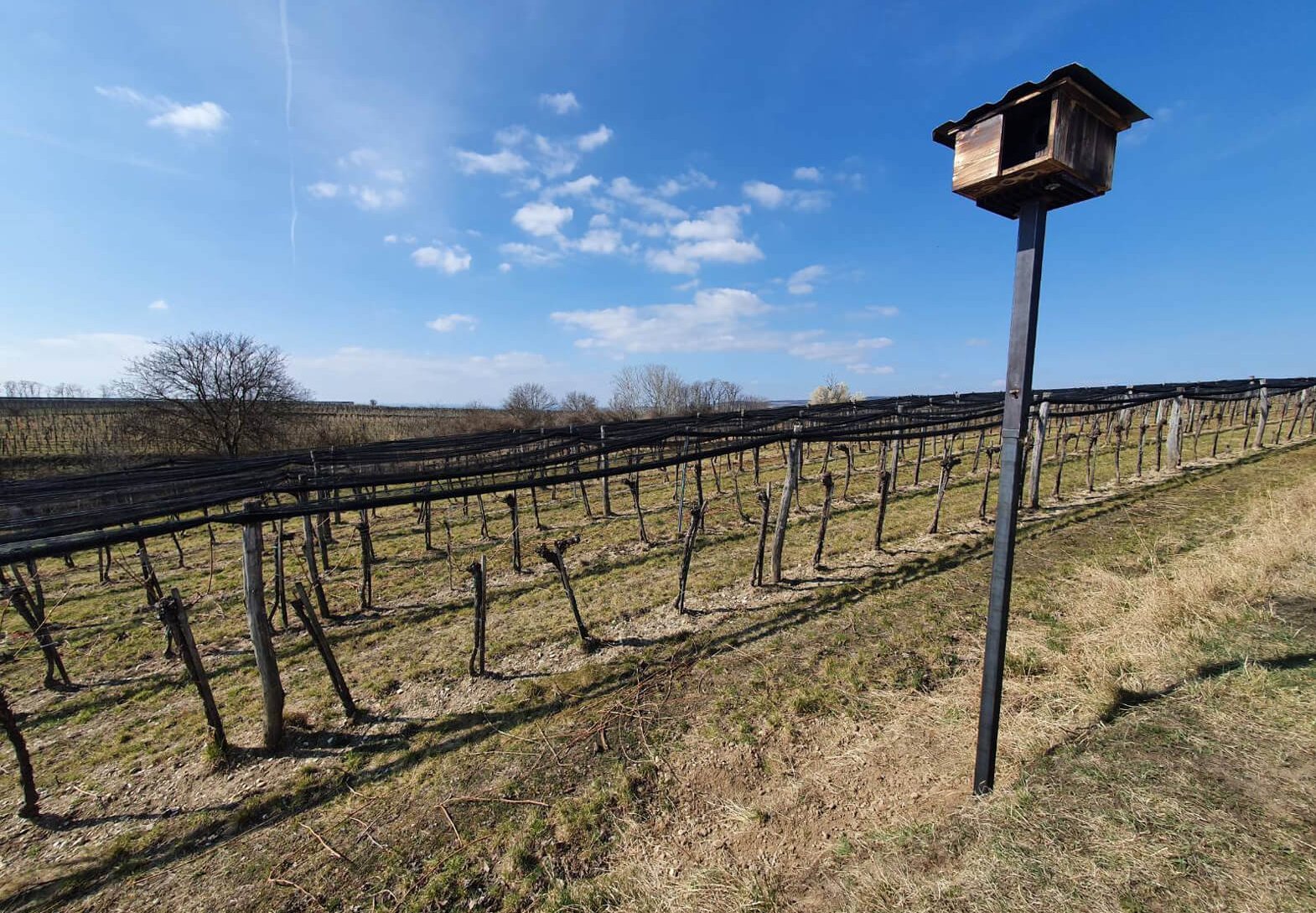 Nisthilfe f&uuml;r Steink&auml;uze in Weingarten
