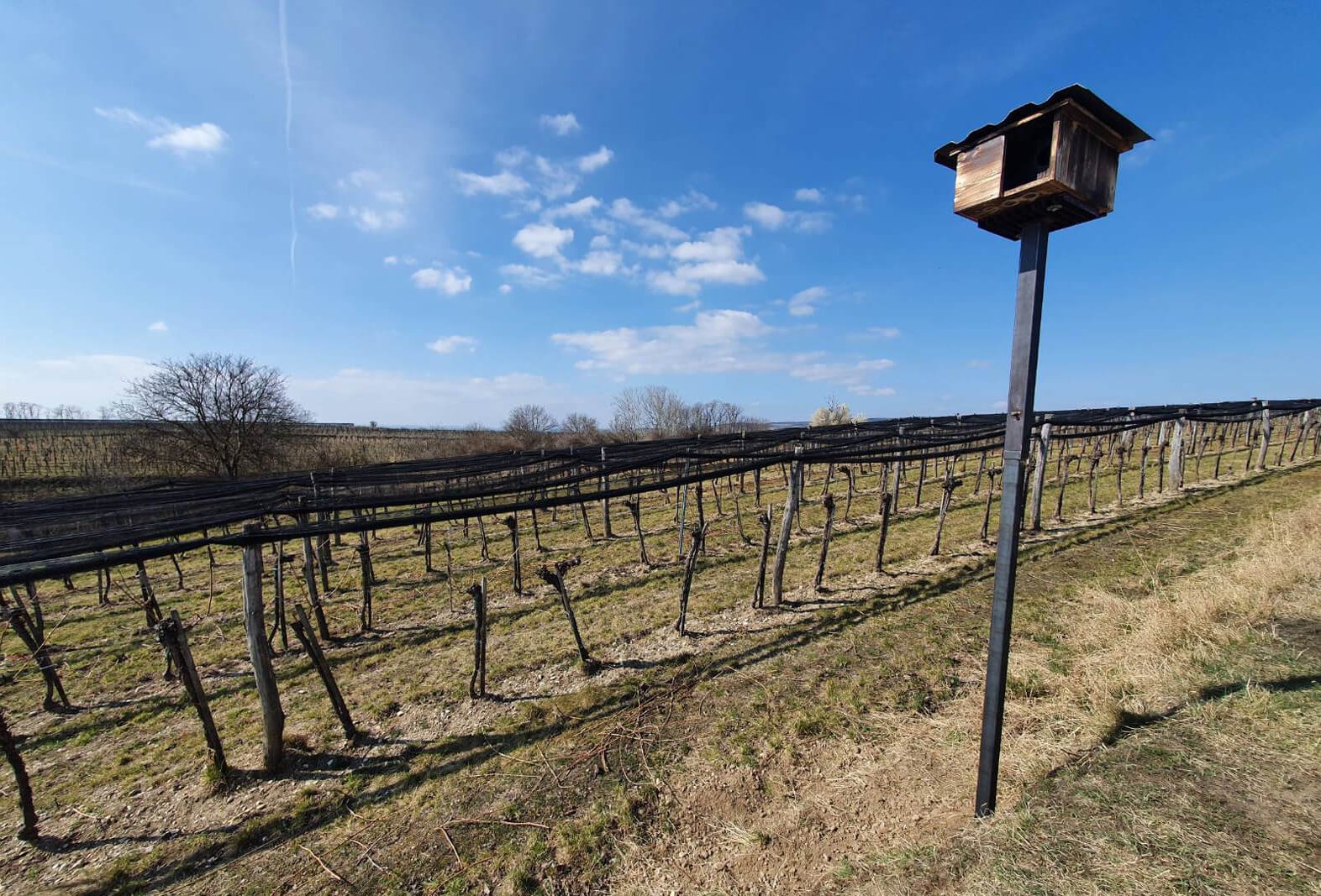 Steinkauz Nistkasten auf Weinberg