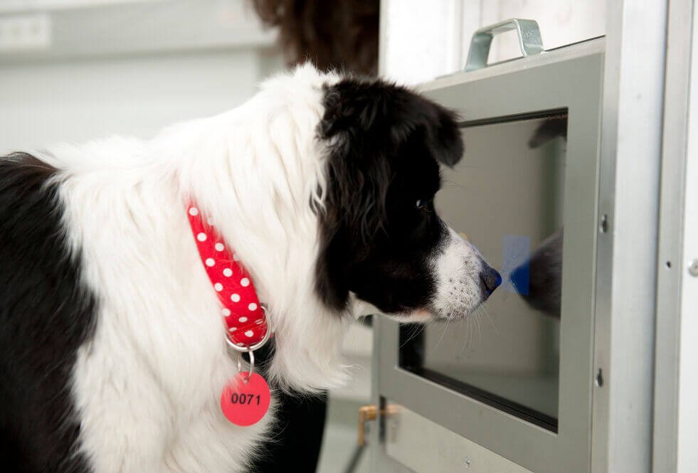 Hund stupst mit Schnauze auf einen Screen, Foto: Barbara Mair