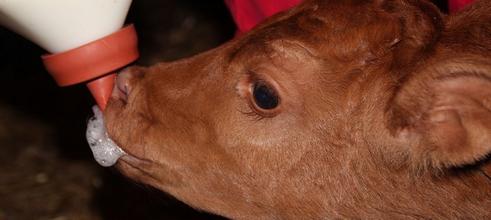Vetmeduni: Feeding waste milk to calves can increase antimicrobial  resistance